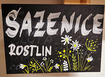sazenice